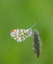 orange tip butterfly2