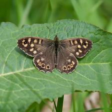 speckled wood butterfly