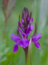 southern marsh orchid flowerhead