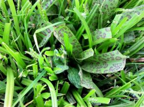 S M orchid leopard var
