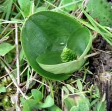 twayblade square