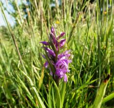Southern Marsh Orchid P1020644