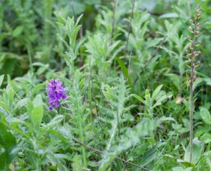 marsh orchid twayblade crop