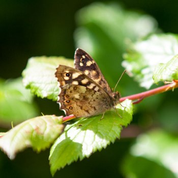 Meeting moths, Aug-Sep 2014