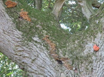 Fungi