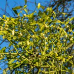 Mellow fruitfulness: Oct-Dec 2014