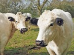 Competing with Cattle (& more!) Apr.2017