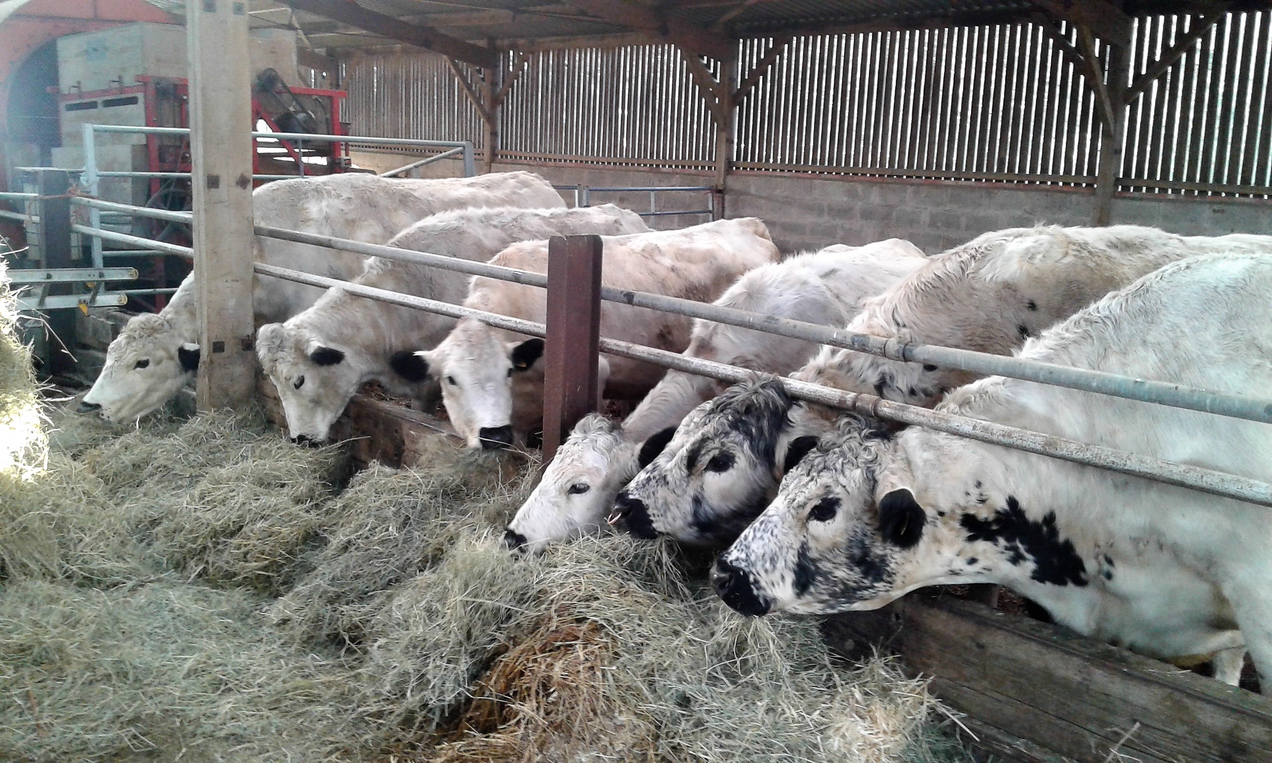 Cattle at Breakfast on Xmas Day