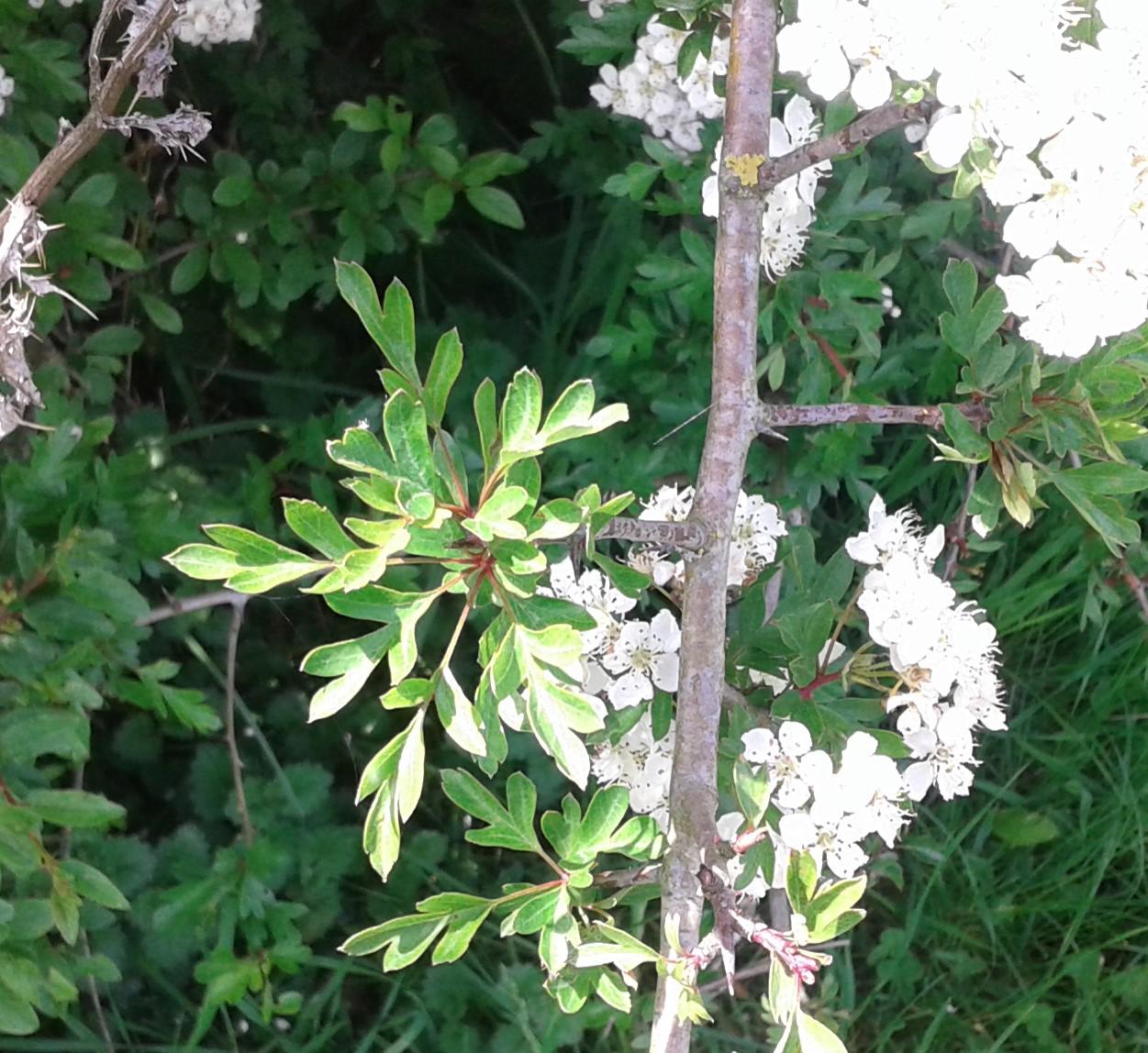 Hawthorns at Simpson's Fromus Valley