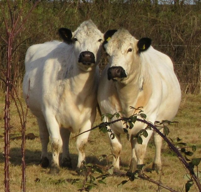 Herding cattle