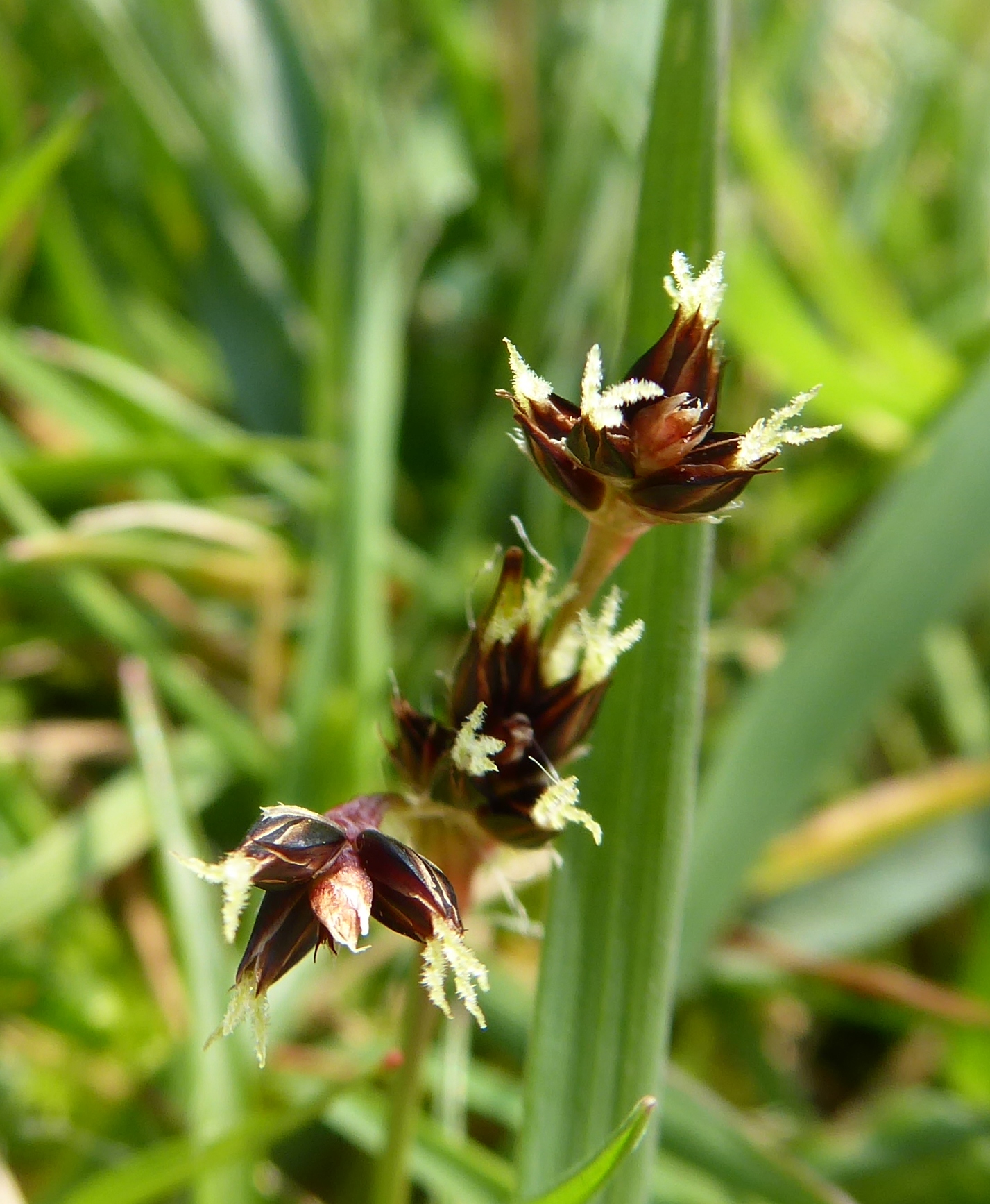Good Friday grass