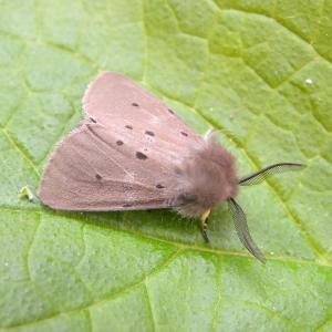 0 Muslin moth