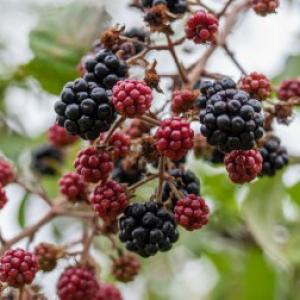 1309 blackberries