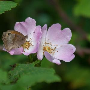 1309 meadow brown on field rose