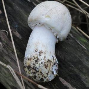 1311 Mahler horse mushroom IMG 2135