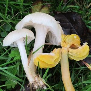 1311 Mahler snowy waxcap etc IMG 2123