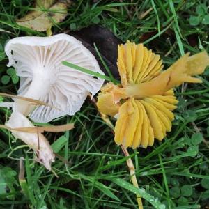 1311 Mahler waxcaps IMG 2119