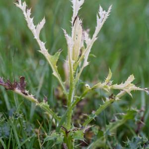 1311 microbial thistle disease