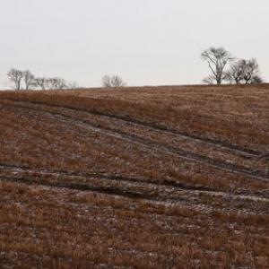 1401 frozen field
