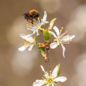 1403 bee on blackthorn blossom