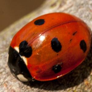 1403 ladybird2