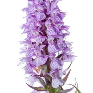 1406 marsh orchid