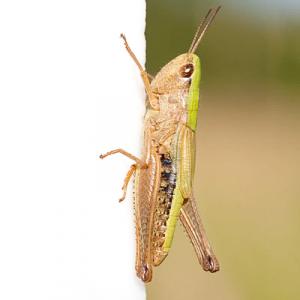 1407 common green grasshopper