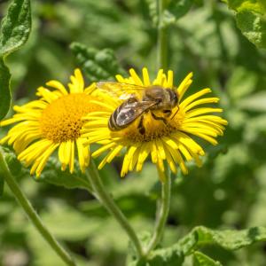 1408 Colletes fodiens