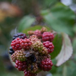 1509 bramble feast