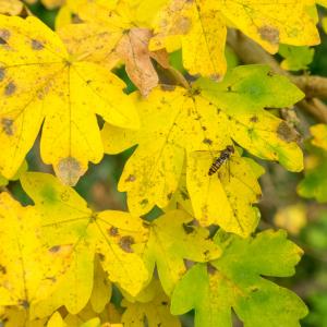 1510 field maple and fly