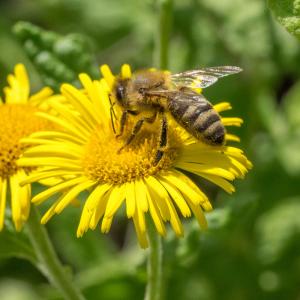 Colletes fodiens2