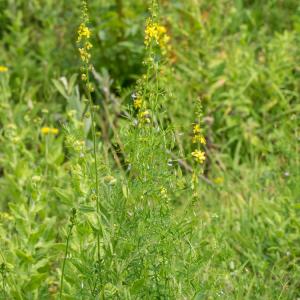 agrimony and smooth tare