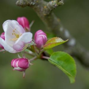 apple blossom3