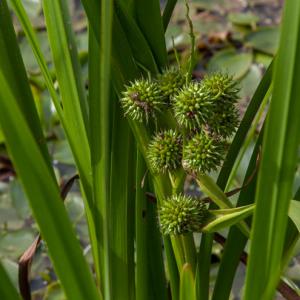 branched bur reed