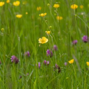 buttercup and red clover2