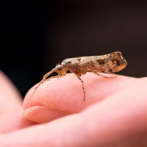 caddis fly cleaning antennae