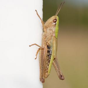 common green grasshopper