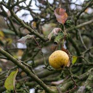 crab apple