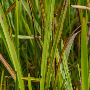 crane fly in the rushes