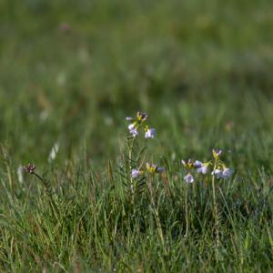 cuckoo flowers in the field