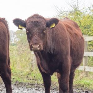 curious red poll