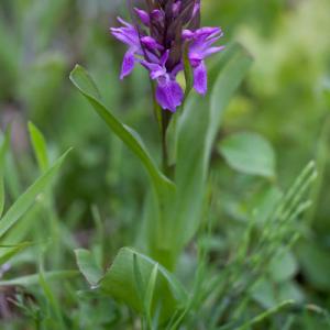 deer nibbled southern marsh orchid