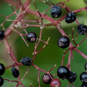 elderberries