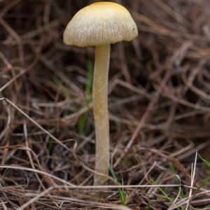 fairy ring mushroom