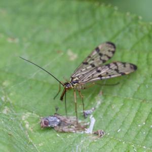 female scorpion fly panorpa germanica sp a scavenger