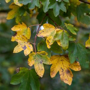 field maple