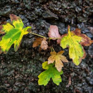 field maple5