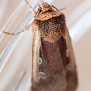 flame shoulder moth2