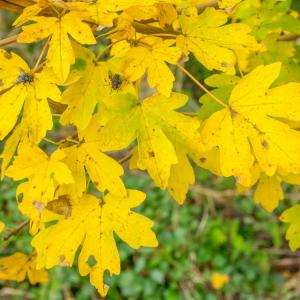 flies and field maple