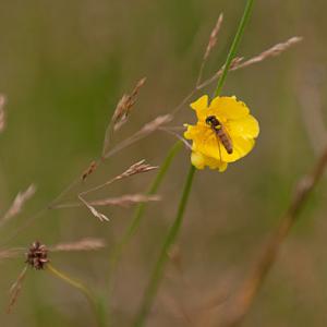 fly on buttercup